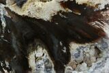 Petrified Wood (Schinoxylon) - Blue Forest, Wyoming #123432-1